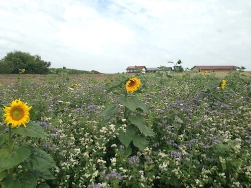 Foto vom Demeter-Hof Höllthal